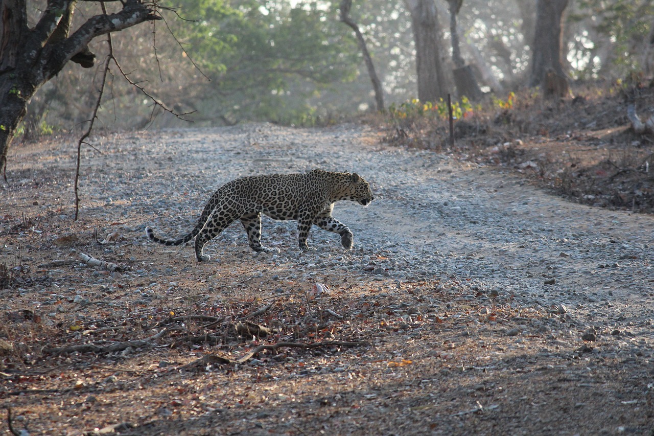 Indija, Leopardas, Girtis, Džiunglės, Safari, Laukinė Gamta, Gamta, Į Pietus, Dykuma, Nacionalinis