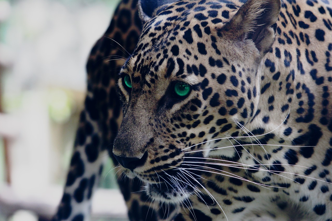 Indija, Maharashtra, Aurangabadas, Laukiniai, Laukinė Gamta, Laukinės Gamtos Fotografija, Katė, Didelė Katė, Leopardas, Arogantiškas