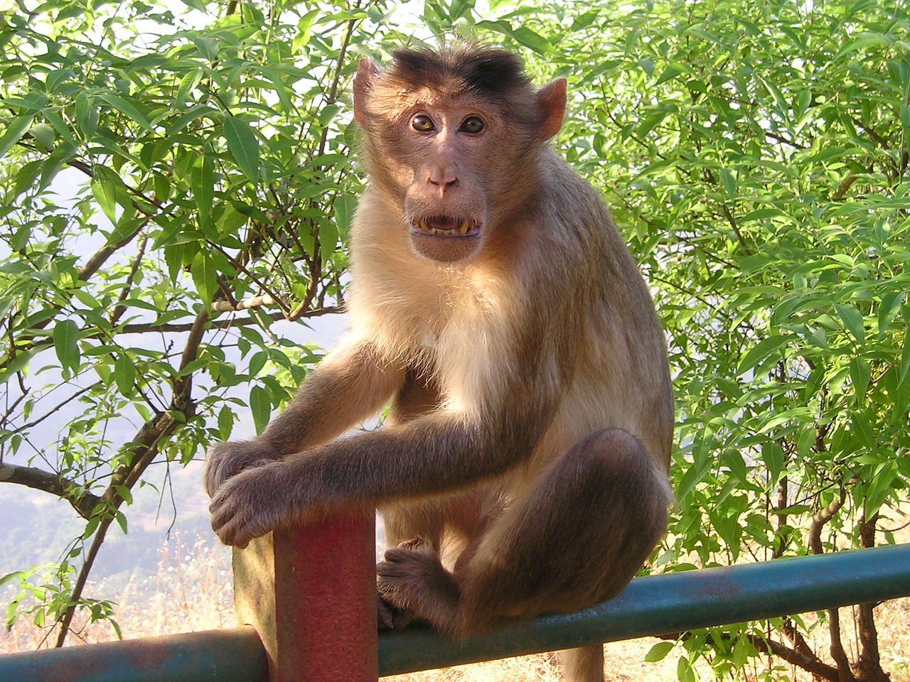 Indija, Beždžionė, Laukiniai, Nemokamos Nuotraukos,  Nemokama Licenzija
