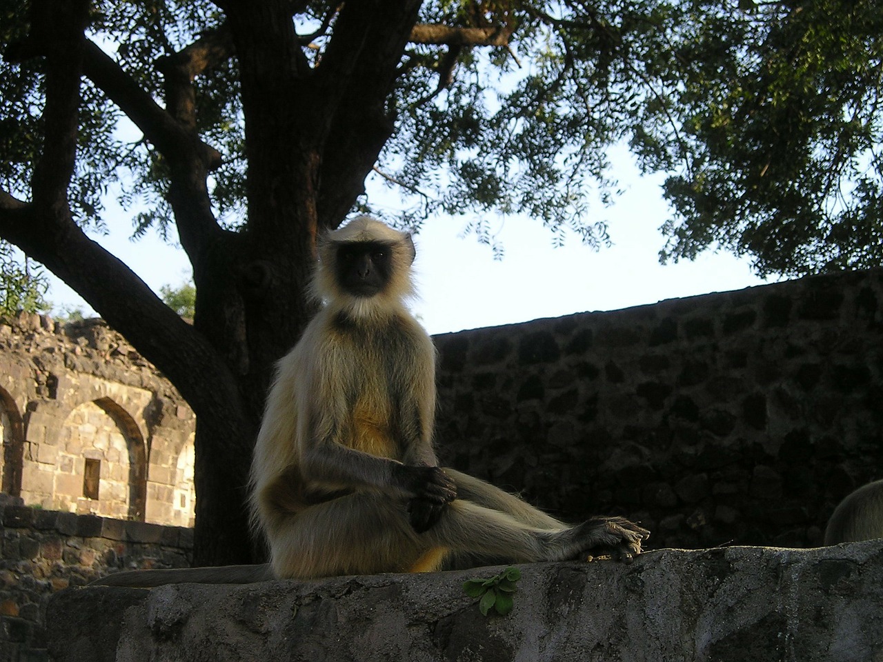 Indija, Beždžionė, Laukiniai, Gamta, Nemokamos Nuotraukos,  Nemokama Licenzija