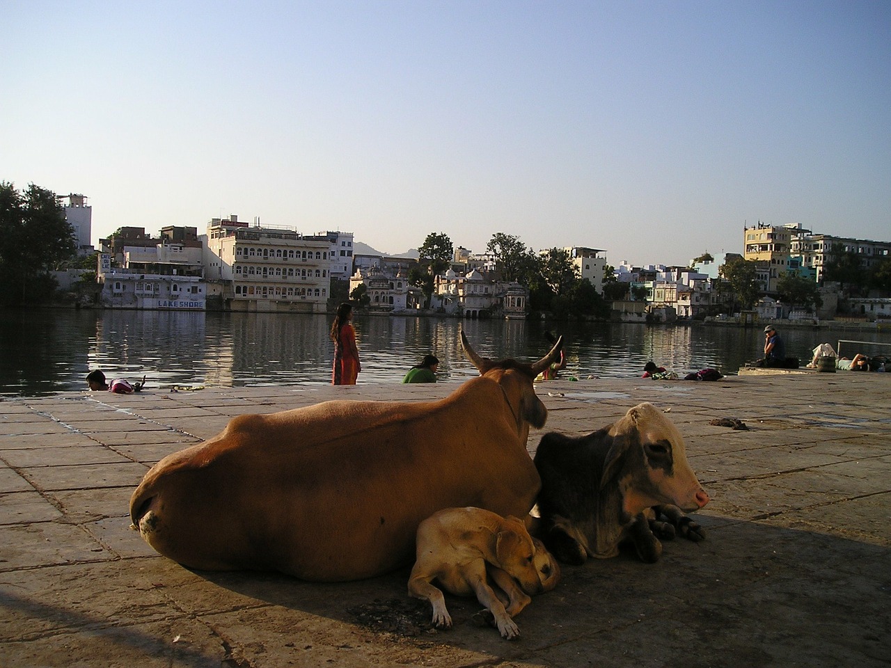 Indija, Karvė, Šuo, Gyvūnai, Šventas, Kelias, Nemokamos Nuotraukos,  Nemokama Licenzija