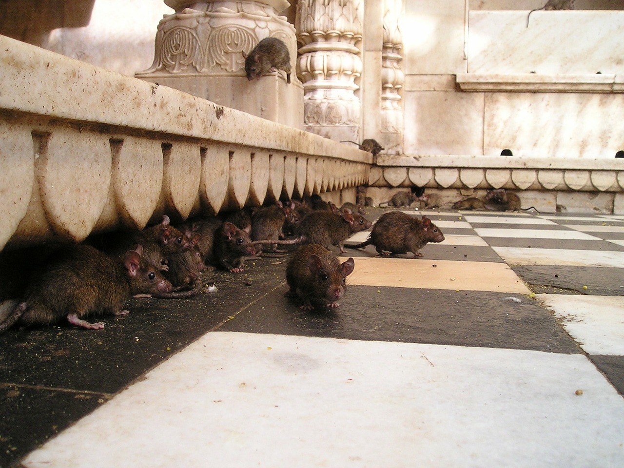 Indija, Žiurkių Šventykla, Žiurkė, Šventas, Nemokamos Nuotraukos,  Nemokama Licenzija