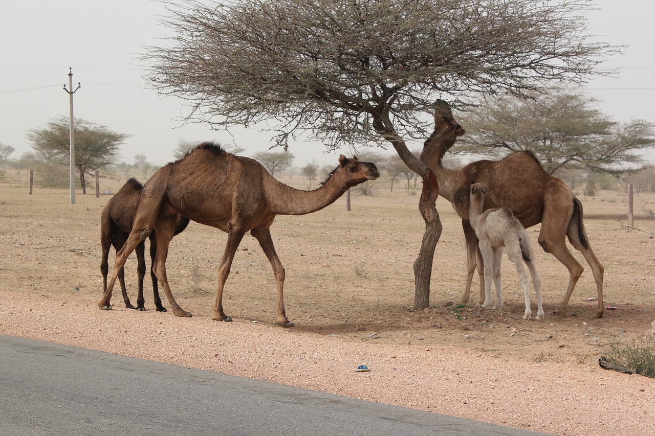 Indija,  Kupranugariai,  Dykuma,  Rajasthan,  Peizažas, Nemokamos Nuotraukos,  Nemokama Licenzija