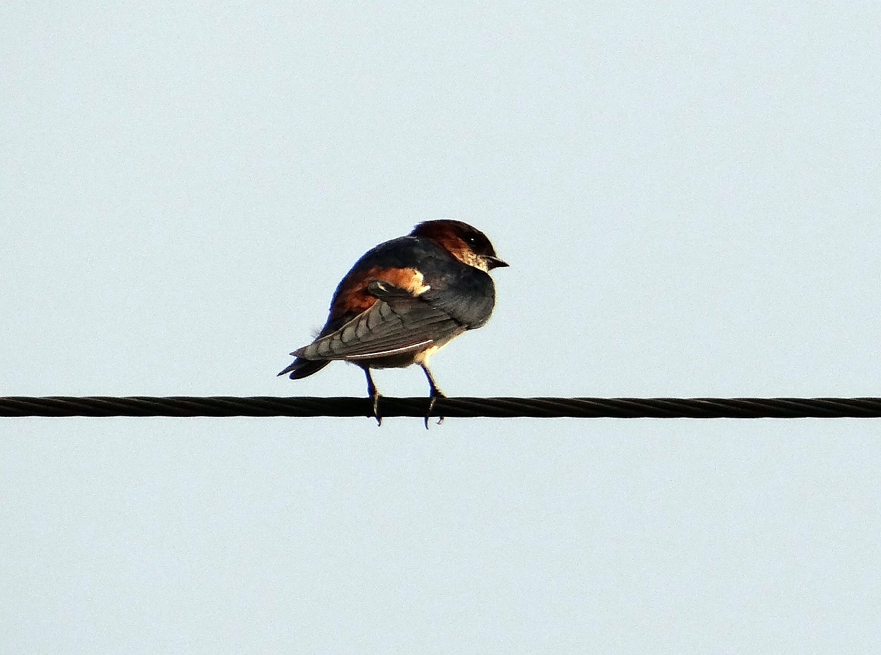 Indijos Uolos Nuryti, Paukštis, Nuryti, Hirundo Fluvicola, Sustingęs, Nemokamos Nuotraukos,  Nemokama Licenzija