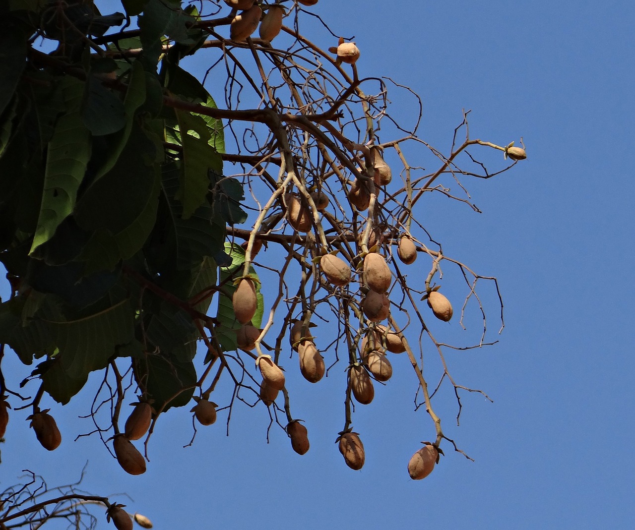 Indijos Kopalas, Malabar Lydas, Piney Lakas, Vateria Indica, Medis, Vaisiai, Derva, Baltas Damar, Dipterocarpaceae, Indija