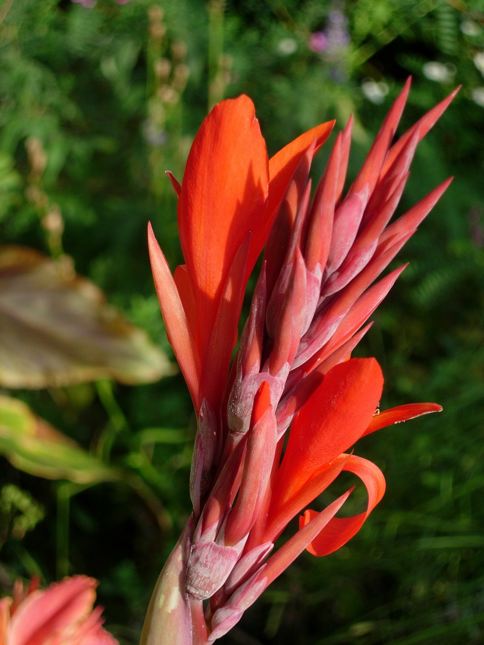 Indijos Gėlių Vamzdelis, Canna Indica, Šviesus, Oranžinė, Žiedas, Žydėti, Augalas, Uždaryti, Gėlė, Vasara