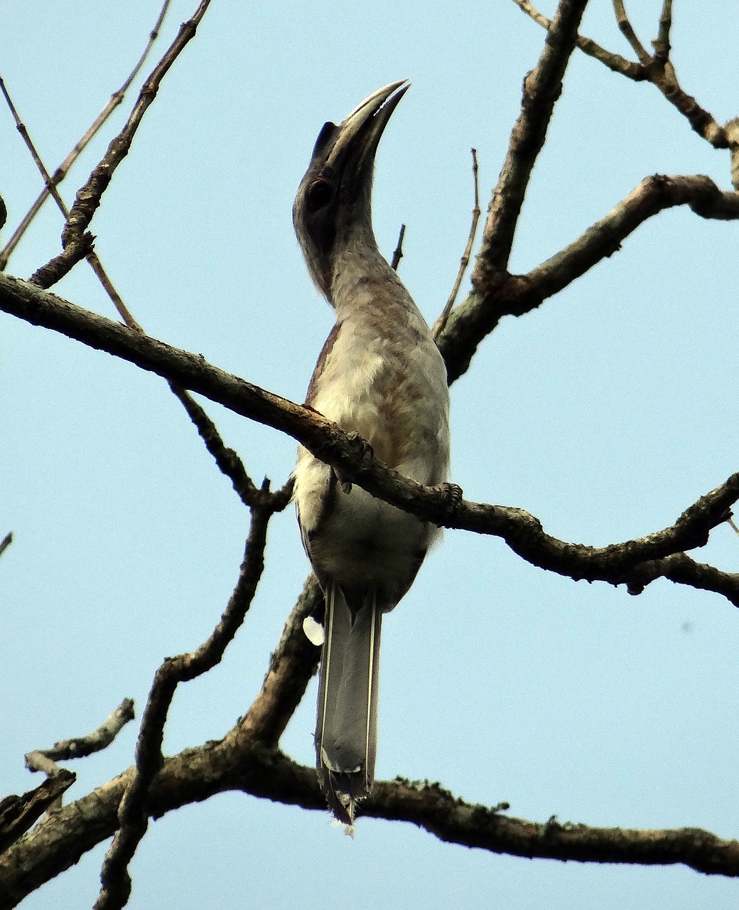 Indijos Pilka Ragas, Ocyceros Birostris, Paukštis, Karnataka, Indija, Nemokamos Nuotraukos,  Nemokama Licenzija