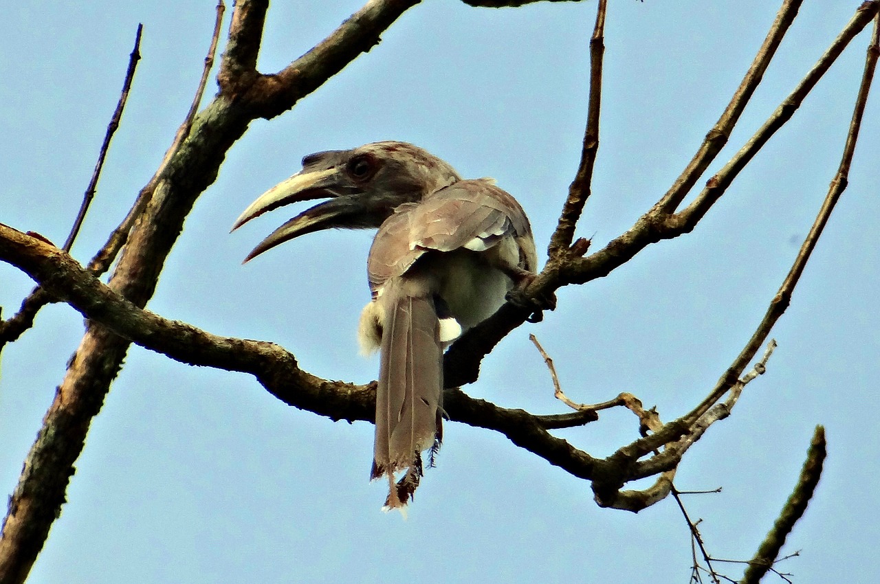 Indijos Pilka Ragas, Ocyceros Birostris, Paukštis, Karnataka, Indija, Nemokamos Nuotraukos,  Nemokama Licenzija