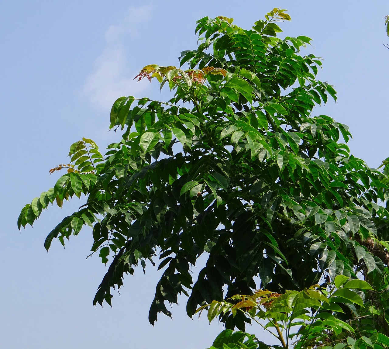 Indijos Šerno Slyva, Ambada, Aramraata, Medis, Spondias Pinnata, Anacardiaceae, Spondias Mangifera, Mangifera Pinnata, Indija, Nemokamos Nuotraukos