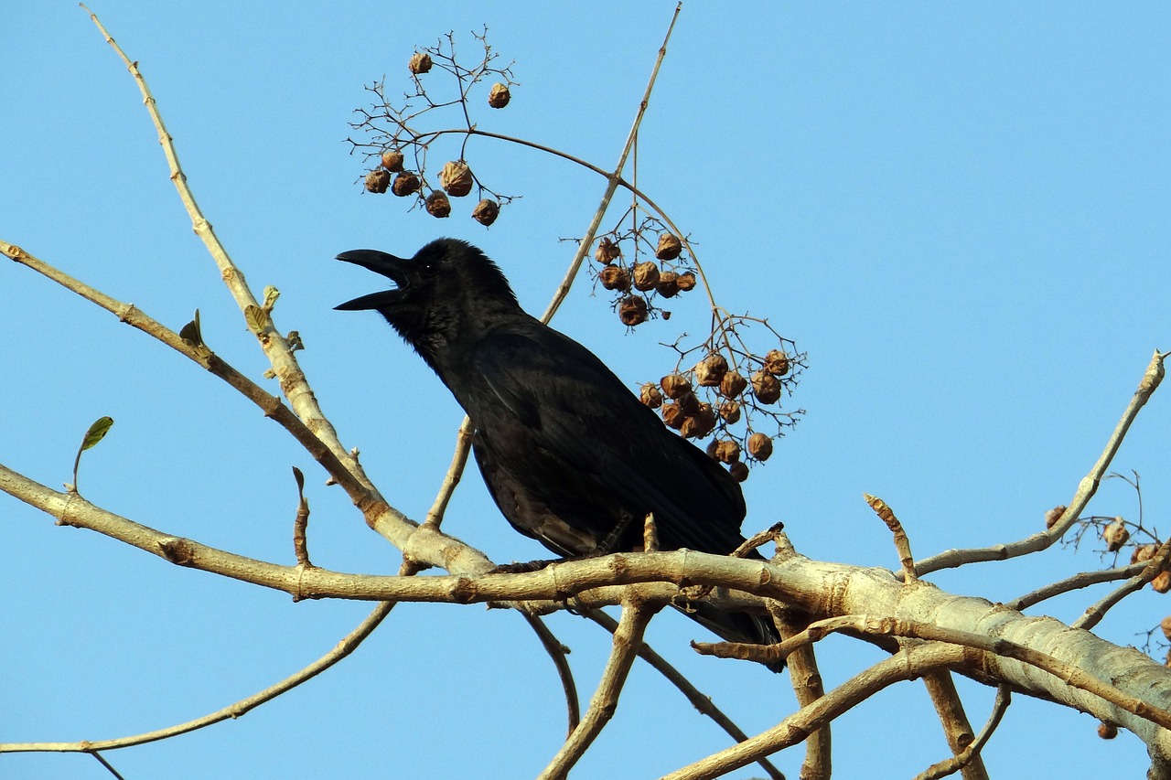 Indijos Džiunglės Varna, Corvus Macrorhynchos, Didelės Sąskaitos, Džiunglės Varna, Varna, Karnataka, Indija, Nemokamos Nuotraukos,  Nemokama Licenzija