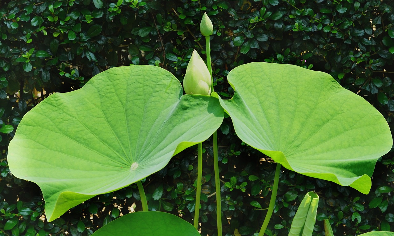 Indian Lotoso,  Pumpurai,  Augimas,  Didelis,  Dvynys,  Lapų,  Floros,  Pobūdį,  Sodas,  Vasara