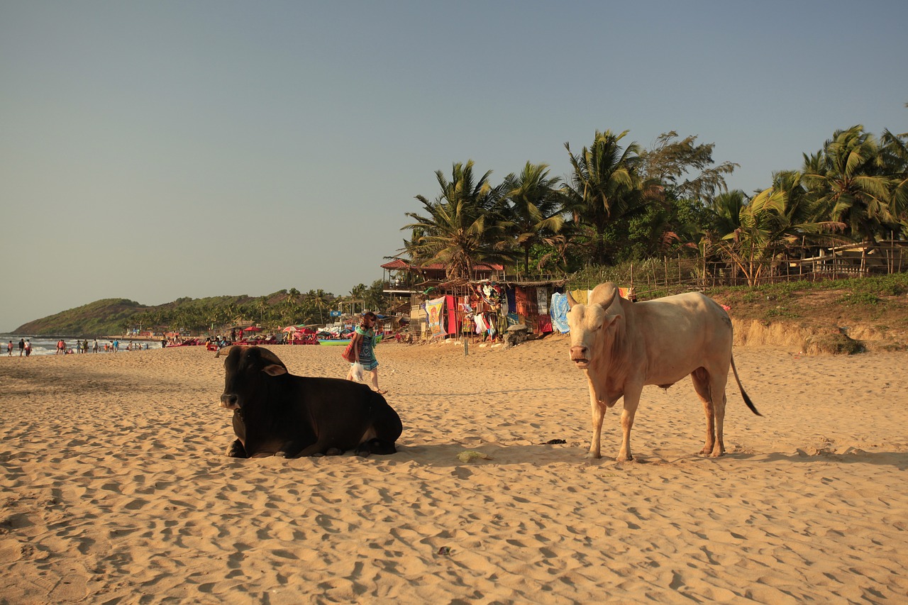Karvės, Papludimys, Goa, Smėlio Pakrantė, Gyvūnai, Indija, Šventi Gyvūnai, Nemokamos Nuotraukos,  Nemokama Licenzija