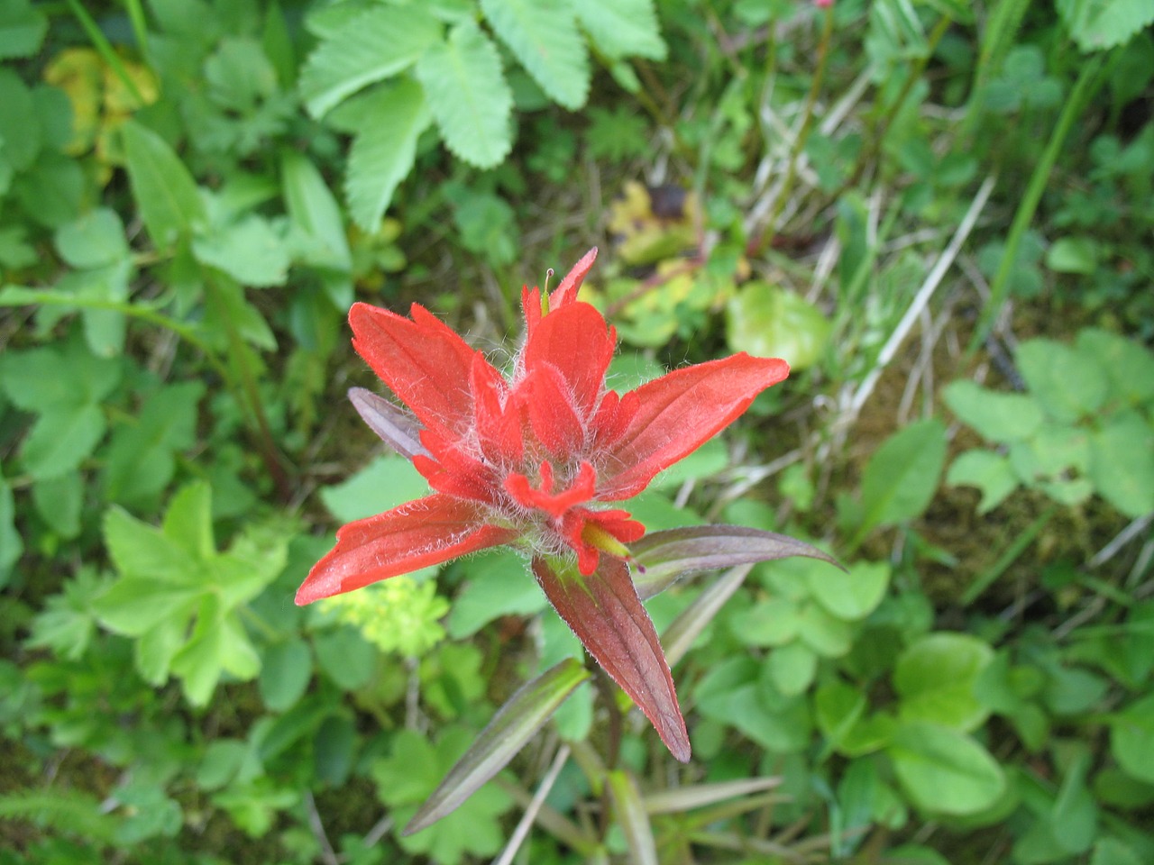 Indijos Teptukas, Castilleja Miniata, Gėlės, Žydėti, Žydi, Gamta, Augalai, Pavasaris, Wildflower, Flora