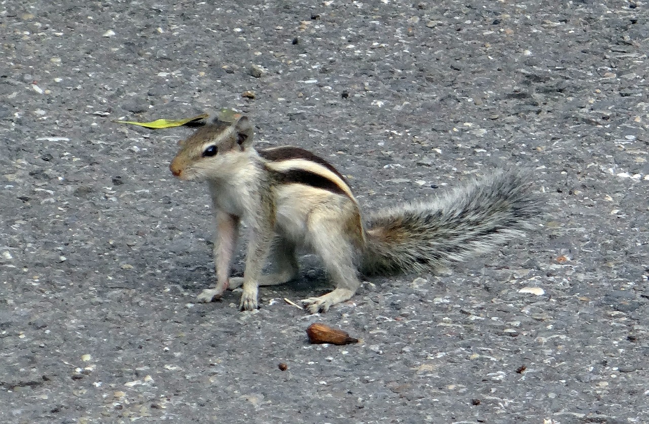 Indijos Palmių Voverė, Funambulus Palmarum, Trisluoksnės Delno Voverės, Graužikas, Voverė, Sciuridae, Indija, Nemokamos Nuotraukos,  Nemokama Licenzija