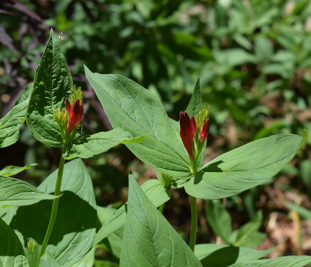 Indų Rožinė Ir Pumpurai, Wildflower, Voras, Budas, Gėlė, Žiedas, Žydėti, Raudona, Gamta, Arachnid