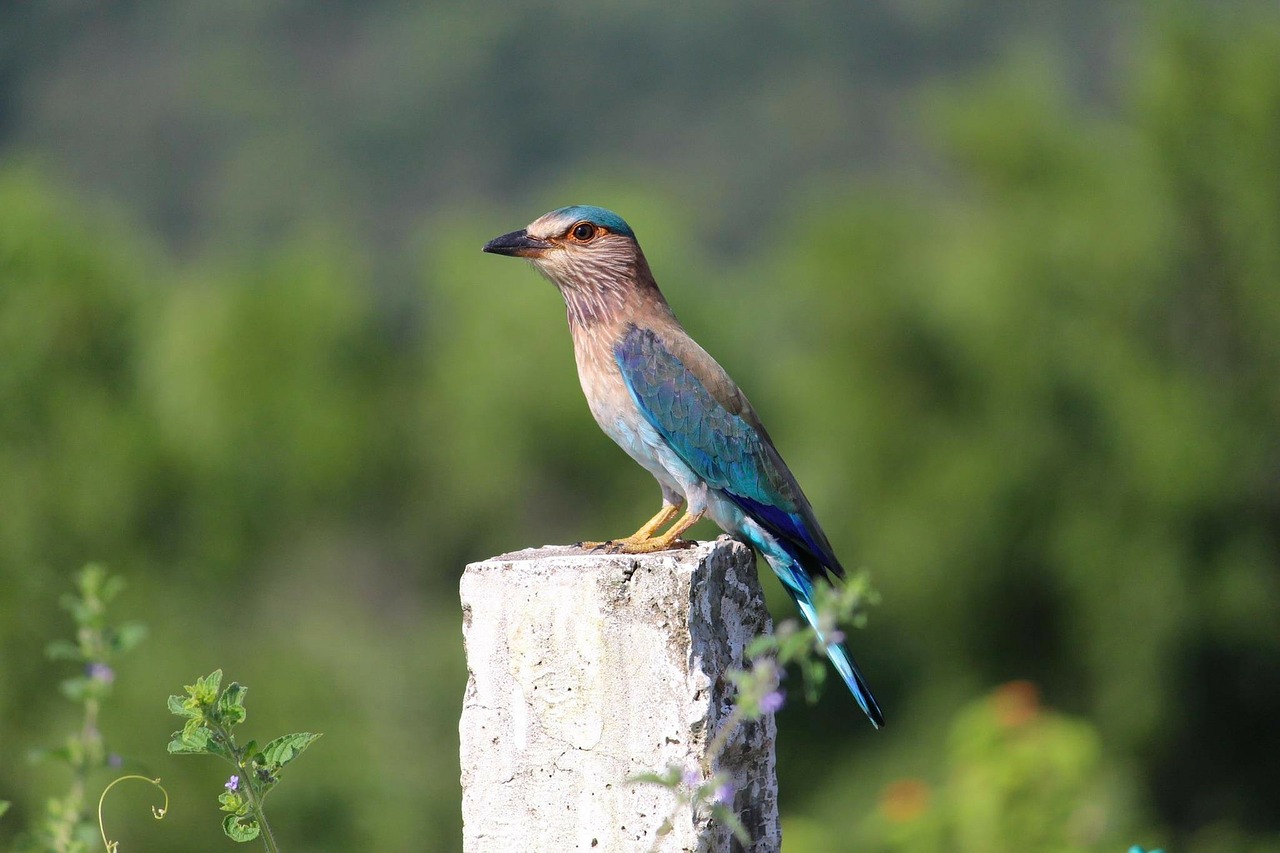 Indian Roller, Paukštis, Sustingęs, Mediena, Gamta, Lauke, Makro, Iš Arti, Nemokamos Nuotraukos,  Nemokama Licenzija