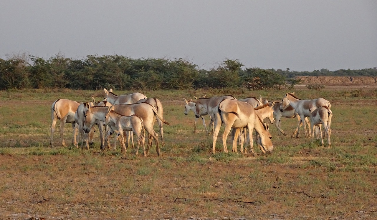 Indijos Laukinis Asilas, Equus Hemionus Khur, Ghudkhur, Khur, Indijos Onager, Laukinė Gamta, Žvėrys, Gimtoji, Šventykla, Rann Kutch