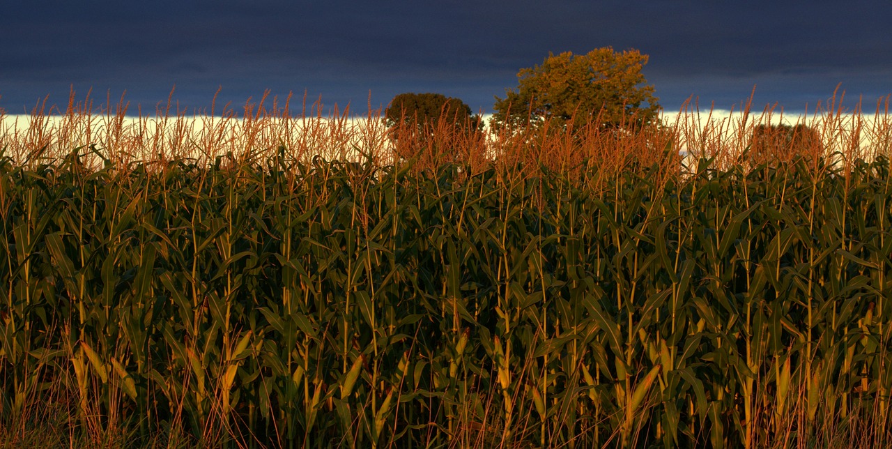 Indiana, Kukurūzai, Žemdirbystė, Ūkis, Laukas, Kaimas, Dangus, Pasėlių, Midwest, Gamta