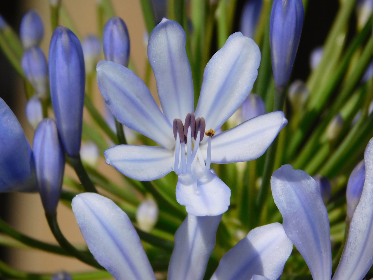 Indigo, Gėlė, Mėlynas, Sodas, Gamta, Žiedlapiai, Dekoratyvinis, Žydi, Violetinė, Nemokamos Nuotraukos