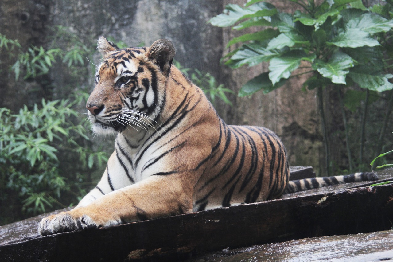 Indonezija, Tigras, Panthera, Sumatranas, Tigras, Laukinė Gamta, Gyvūnas, Žinduolis, Mėsėdis, Nykstantis