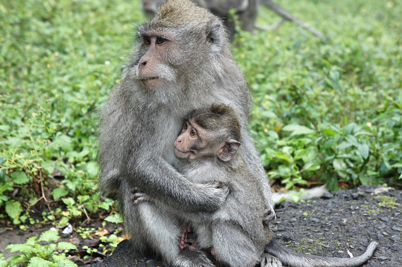Indonezija, Bali, Beždžionė, Motinystė, Meilė, Jaunas, Makakos, Gyvūnas, Motina, Beždžionių Kūdikis