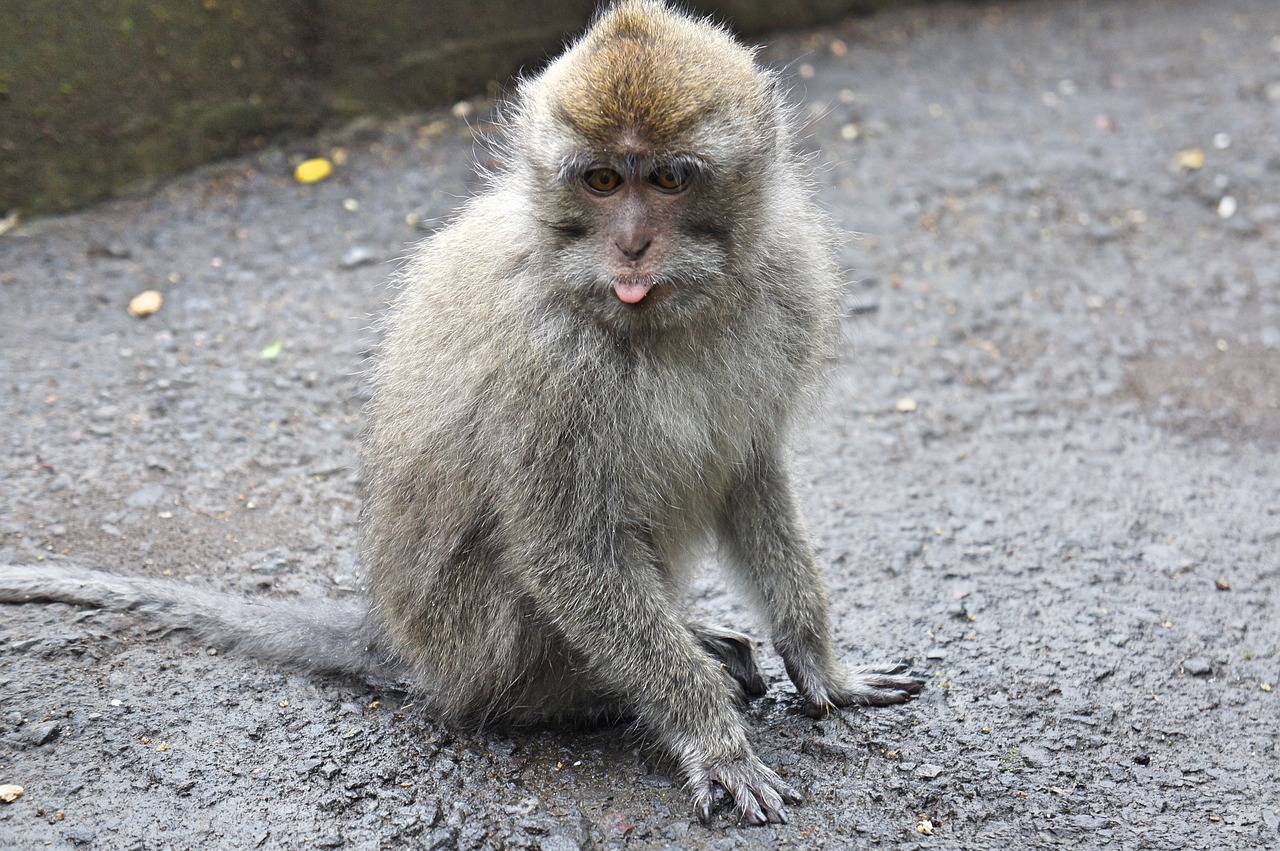 Indonezija, Bali, Beždžionė, Makakos, Gyvūnas, Gamta, Nemokamos Nuotraukos,  Nemokama Licenzija