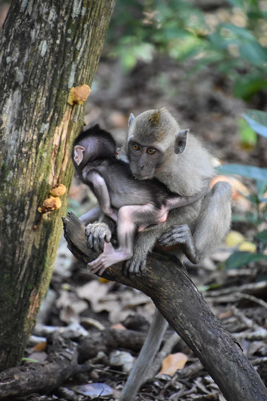 Indonezija,  Beždžionė,  Gamta, Nemokamos Nuotraukos,  Nemokama Licenzija