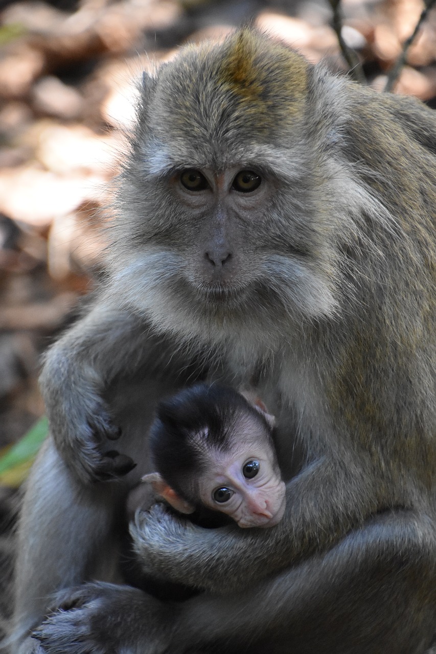 Indonezija,  Beždžionė,  Motinystė, Nemokamos Nuotraukos,  Nemokama Licenzija
