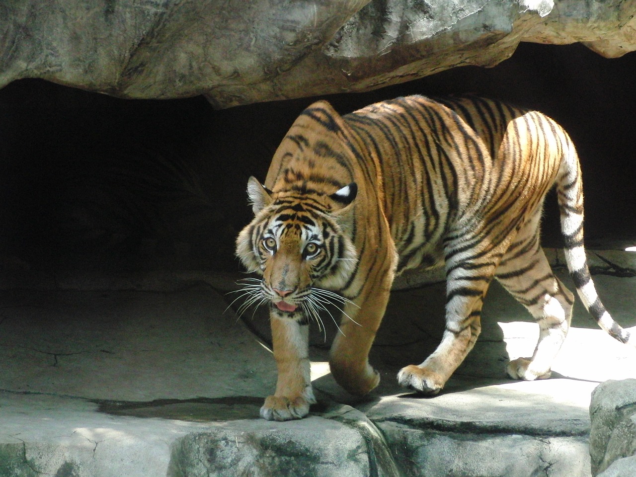 Indonezijos Tigras, Plėšrūnas, Pavojingas Gyvūnas, Tigras, Pavojus, Vaizdas, Zoologijos Sodas, Grobio Žvėris, Pavojingas Žvėris, Fauna