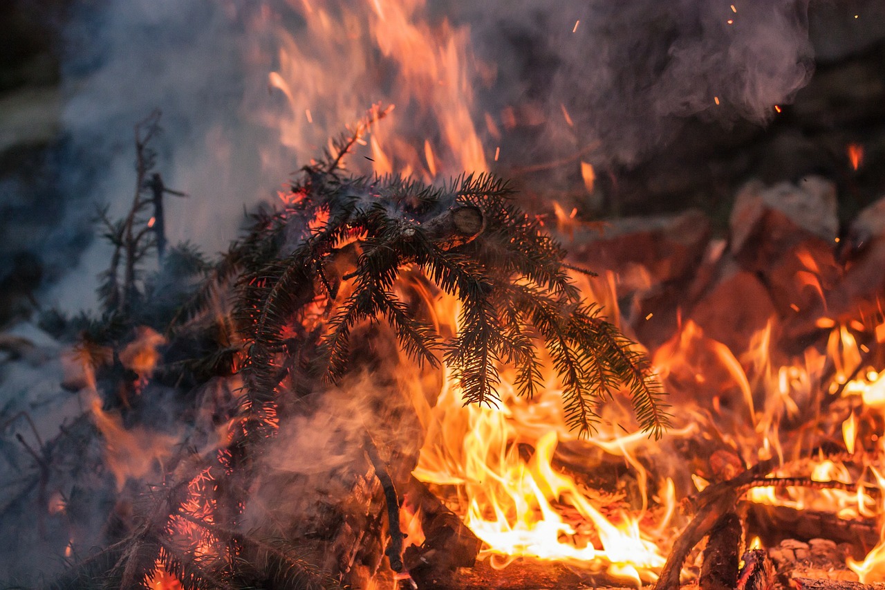 Inferno, Eglės Spygliai, Ugnis, Naktis, Švytėjimas, Oranžinė, Šiluma, Deginimas, Karštas, Lauke