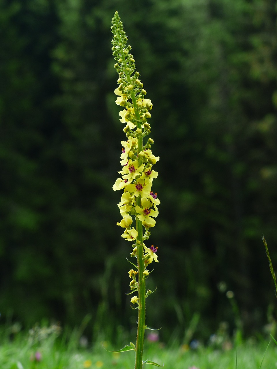 Žiedynas, Juoda Saldainiai, Verbascum Nigrum, Tamsus Saldainis, Mullein, Verbascum, Gėlė, Gėlės, Geltona, Augalas