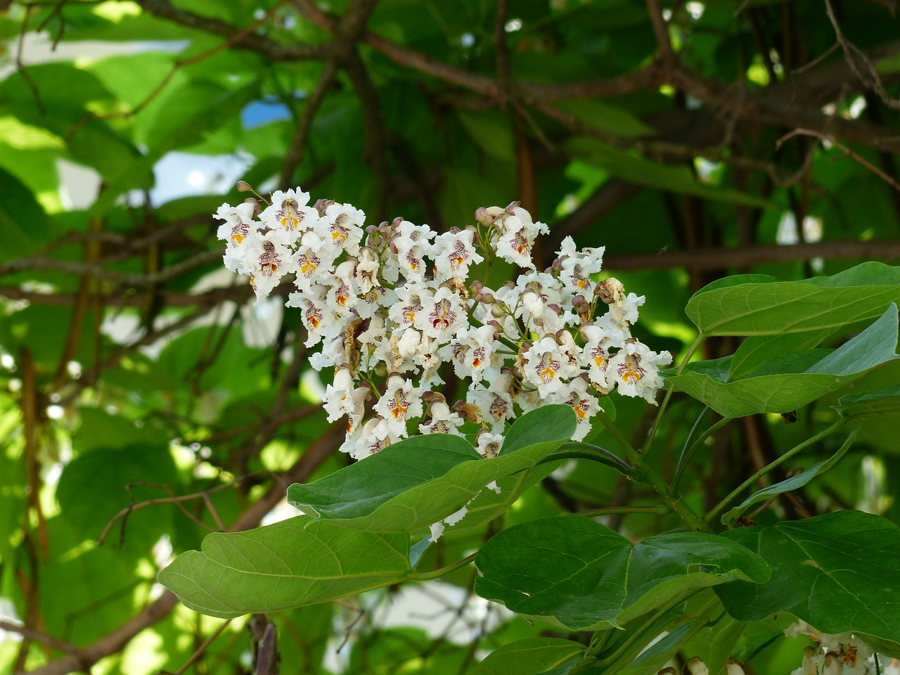 Žiedynas, Gėlės, Ant Vynmedžio, Balta, Lapai, Žalias, Blütenmeer, Paprastoji Catalpa, Catalpa Bignonioides, Medis