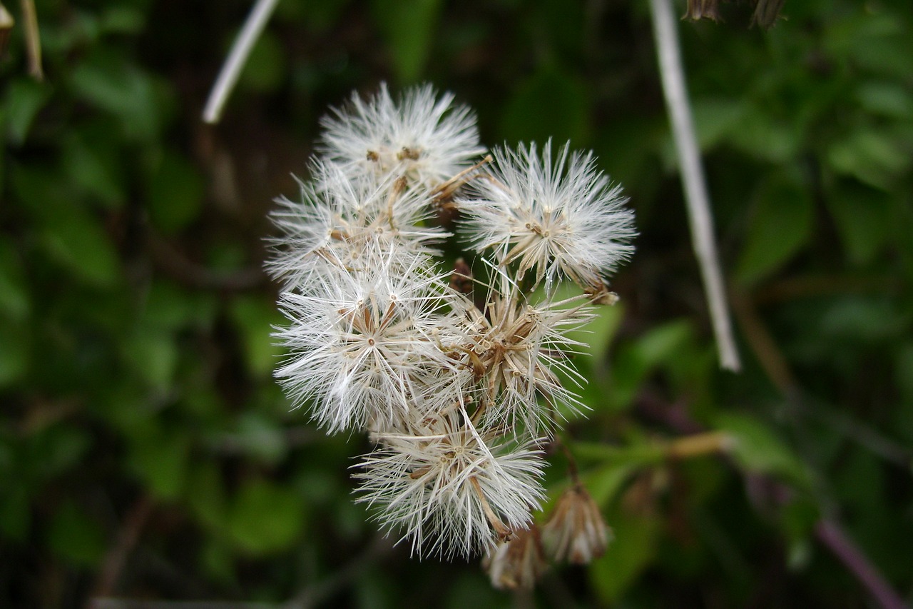 Žiedynas, Augalas, Flora, Pūkuotukas, Balta, Nemokamos Nuotraukos,  Nemokama Licenzija