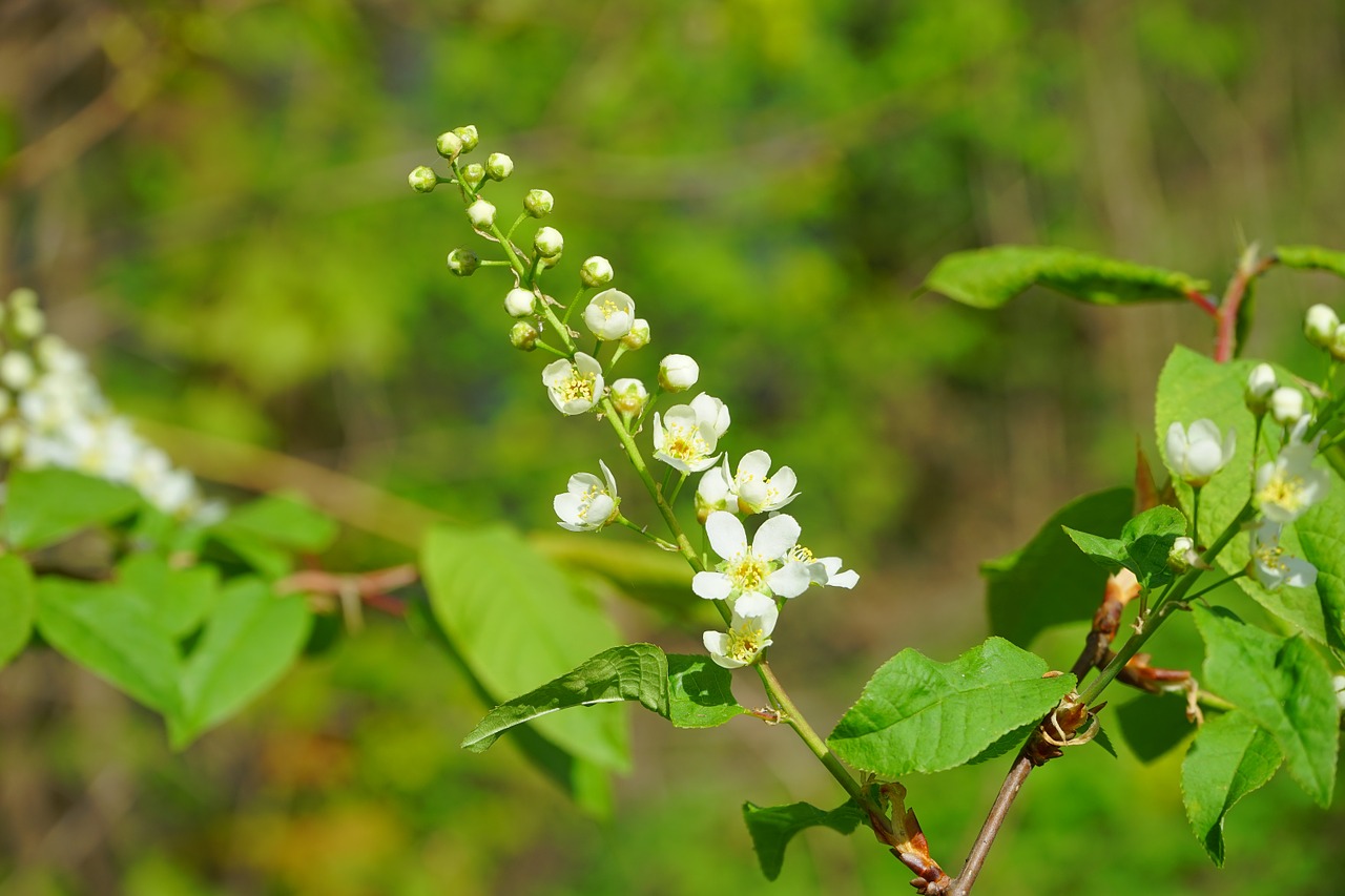 Žiedynas, Gėlės, Budas, Pakilti, Žydėti, Balta, Paprastoji Paukščių Vyšninė, Prunus Padis, Juoda Vyšnia, Prunus