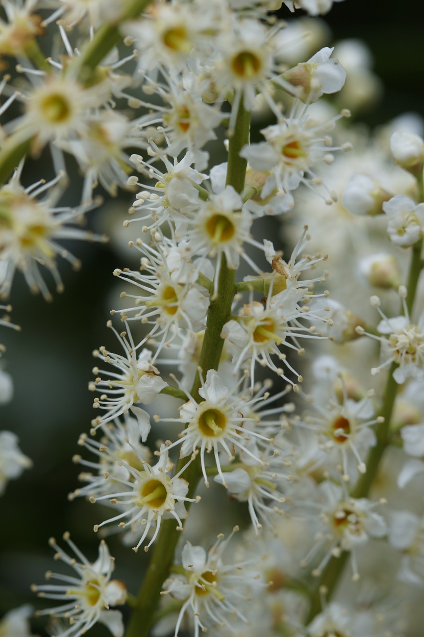 Žiedynas, Gėlė, Gėlės, Krūmas, Uždaryti, Balta, Švelnus, Augalas, Pavasaris, Prunus Laurocerasus