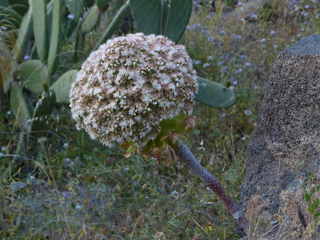 Žiedynas, Gėlės, Balta, Sferinis, Roly-Poly, Apie, Globojamos, Miesto Aeonija, Kupolo Formos, Aeonium Urbicum