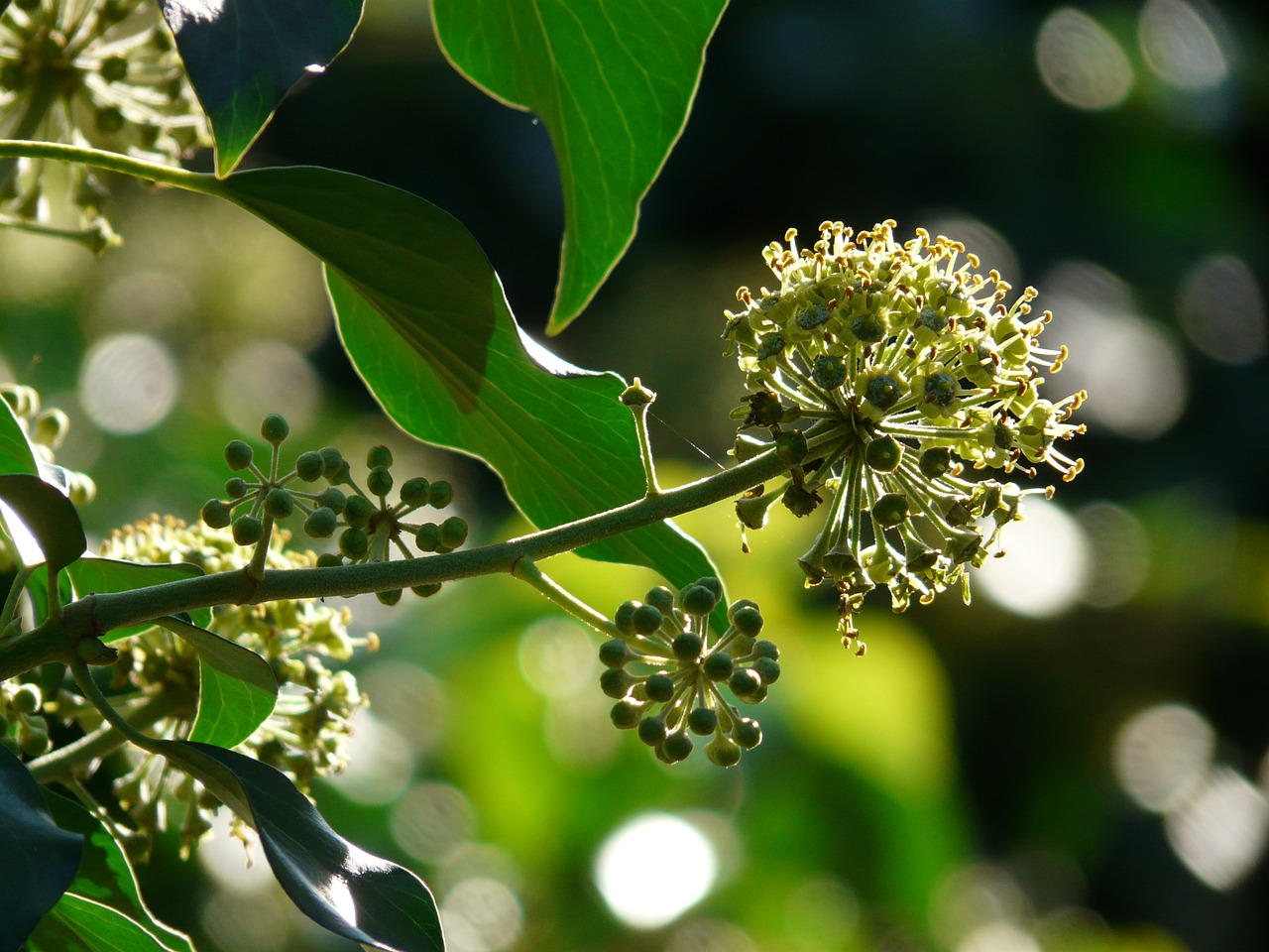 Žiedynas, Ivy Paprastoji Gebenė, Hedera Spiralė, Alpinistas, Hedera, Bokeh, Neryškus, Neryškus, Fotografija, Terminas