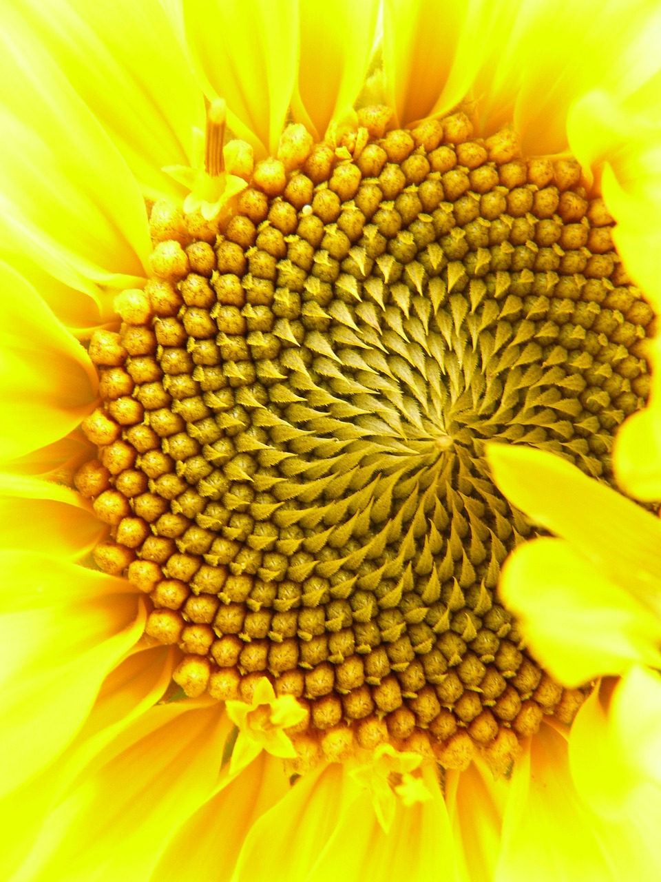 Žiedynas, Gėlių Krepšelis, Liežuvis, Vamzdinės Gėlės, Saulės Gėlė, Helianthus Annuus, Gėlė, Gamta, Augalas, Žiedas