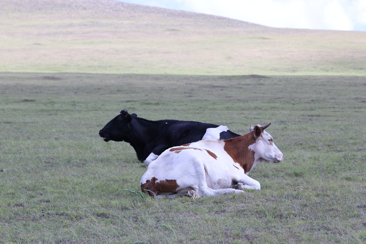 Vidinė Mongolija, Prairie, Pieninė Karvė, Geltonieji Galvijai, Ranča, Nemokamos Nuotraukos,  Nemokama Licenzija