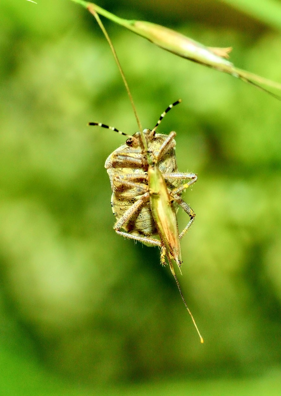 Vabzdys, Makro, Gamta, Pieva, Nemokamos Nuotraukos,  Nemokama Licenzija