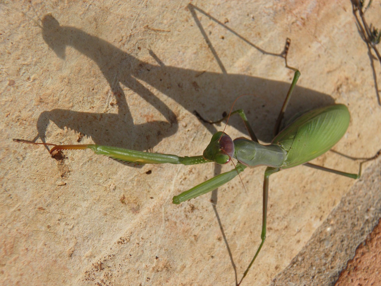 Vabzdys, Meldžiasi Mantis, Mantid, Klaida, Plėšrūnas, Žalias, Mantodaa, Preying, Mantis, Laukinė Gamta