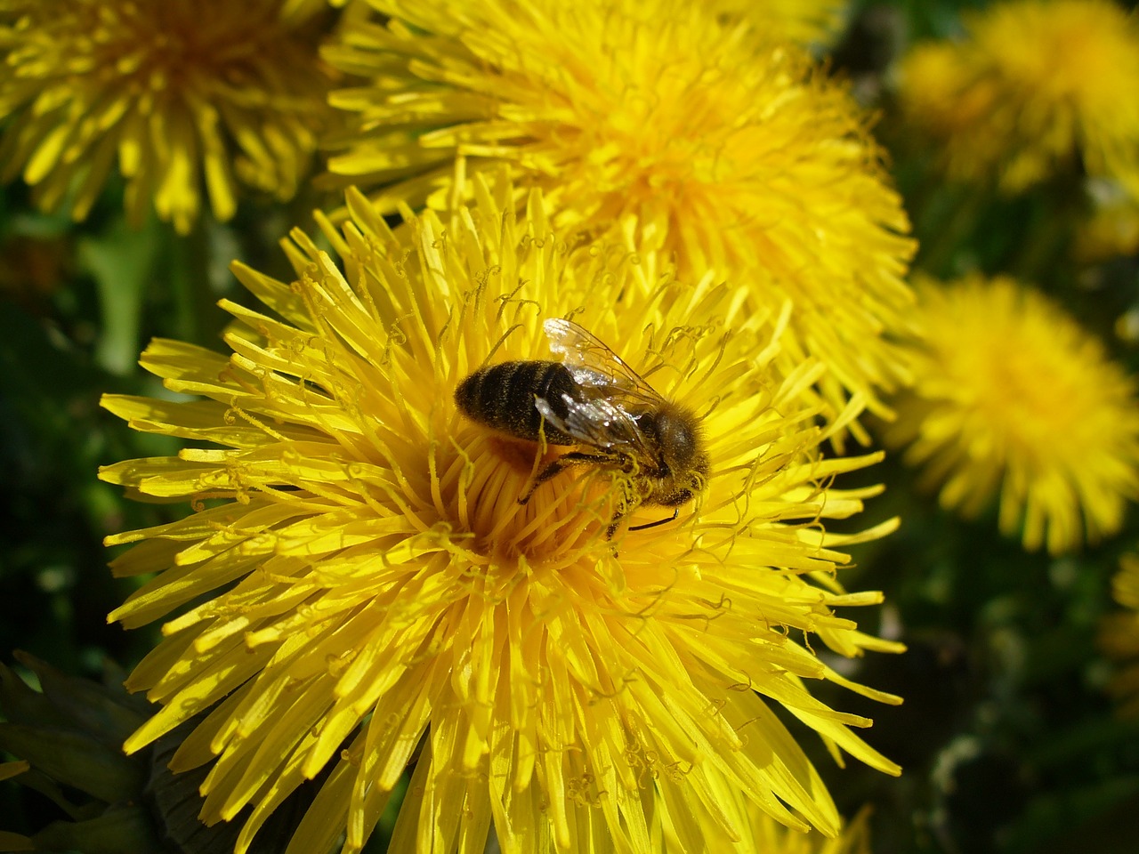 Vabzdys, Gėlė, Geltona, Gamta, Makro, Gyvūnas, Bičių, Žydi, Nemokamos Nuotraukos,  Nemokama Licenzija