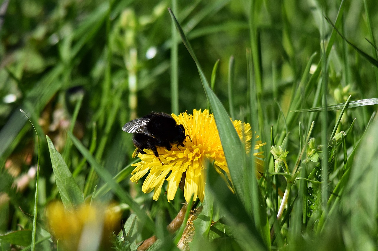 Vabzdys, Bitternas, Žolė, Gėlė, Gamta, Nemokamos Nuotraukos,  Nemokama Licenzija