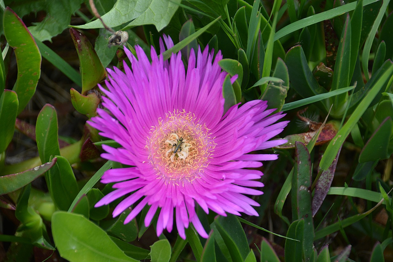 Vabzdys, Gėlė, Gamta, Sodas, Fauna, Flora, Vasara, Žydėjimas, Botanika, Nemokamos Nuotraukos