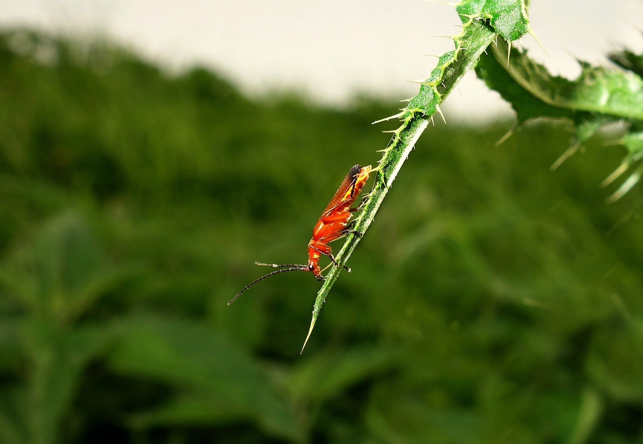 Vabzdys, Klaida, Vabalas, Entomologija, Creepy, Beviltiška, Lapai, Drakonas, Vabzdys Ant Lapo, Vabzdžių Gyvenimas