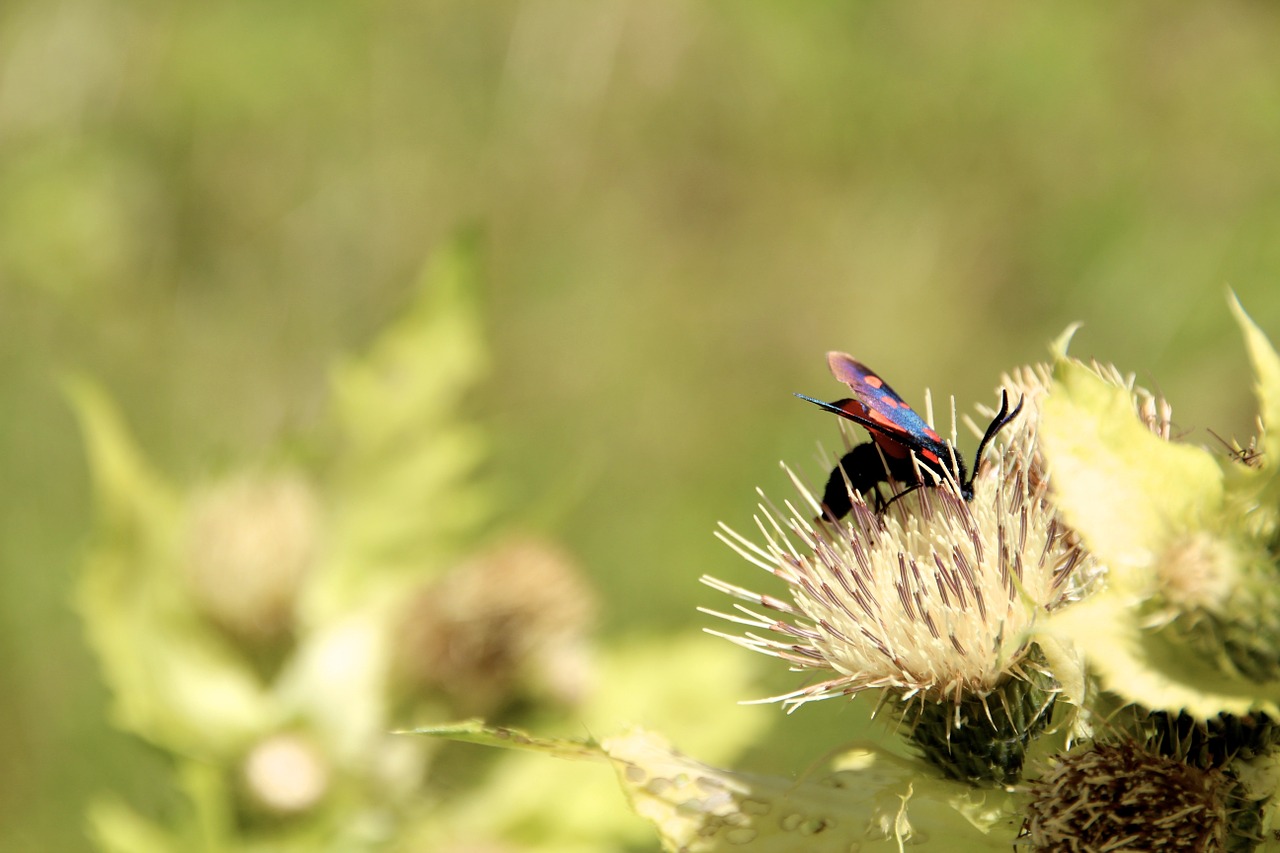 Vabzdys, Gėlė, Pieva, Makro, Nemokamos Nuotraukos,  Nemokama Licenzija