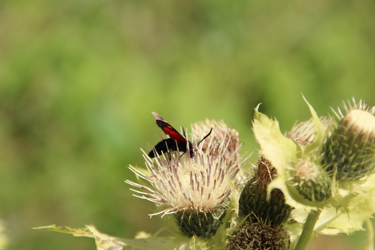 Vabzdys, Gėlė, Pieva, Makro, Drugelis, Nemokamos Nuotraukos,  Nemokama Licenzija