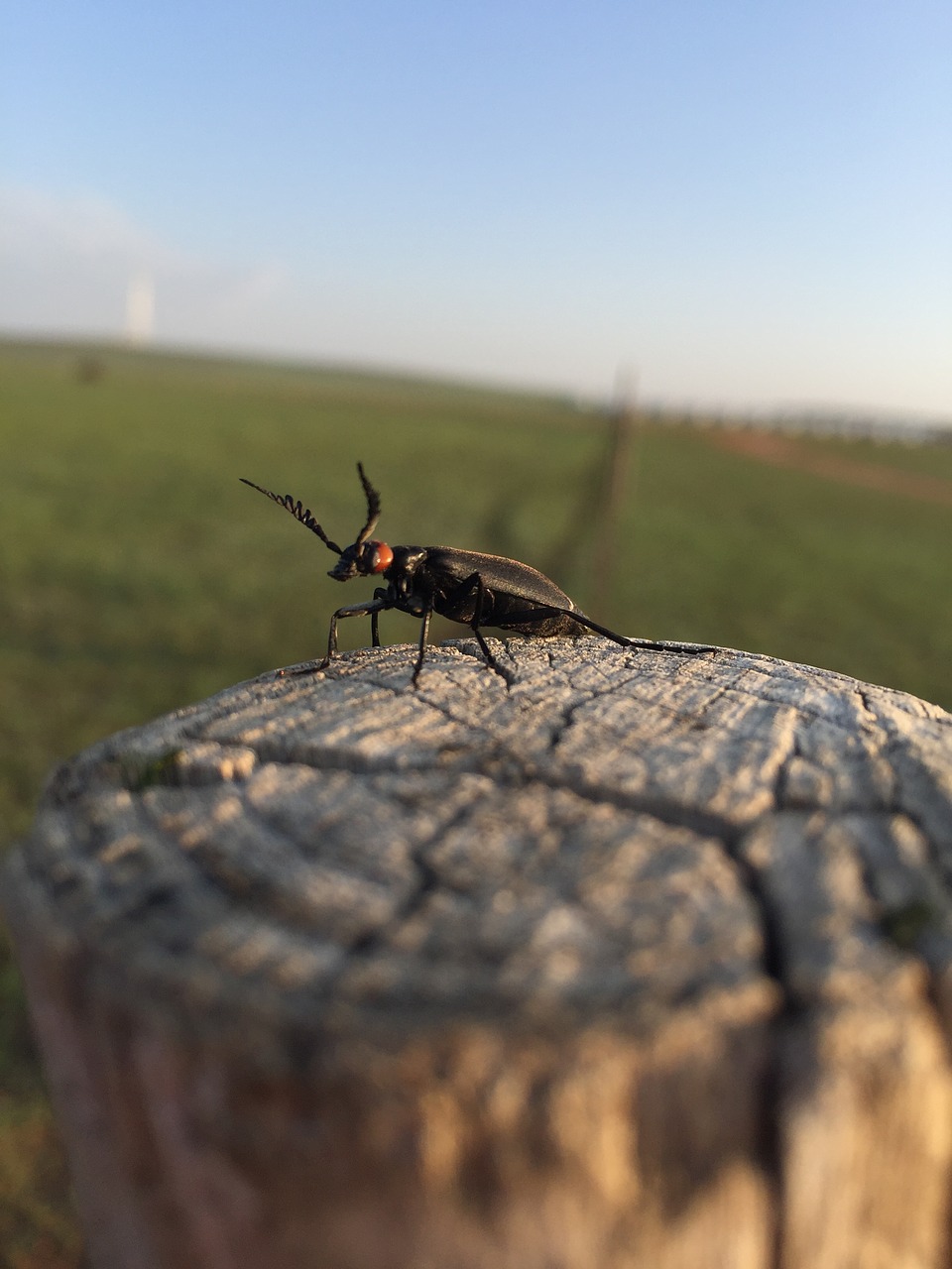 Vabzdys, Prairie, Mediena, Nemokamos Nuotraukos,  Nemokama Licenzija