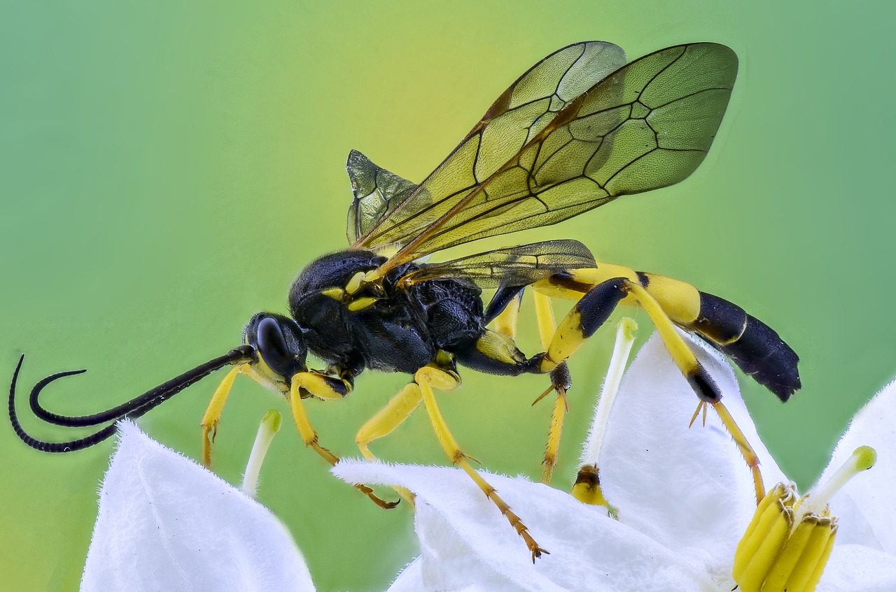 Vabzdys, Makro, Fotografija, Gamta, Fauna, Nemokamos Nuotraukos,  Nemokama Licenzija