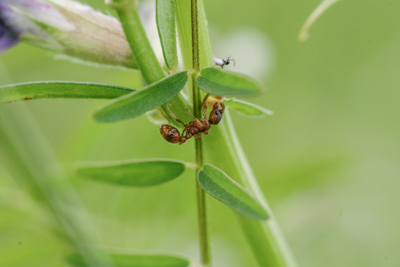 Vabzdys, Ant, Makro, Gamta, Lapų Pjaustytuvas Ant Lapai, Gyvūnas, Uždaryti, Žalias, Nemokamos Nuotraukos,  Nemokama Licenzija